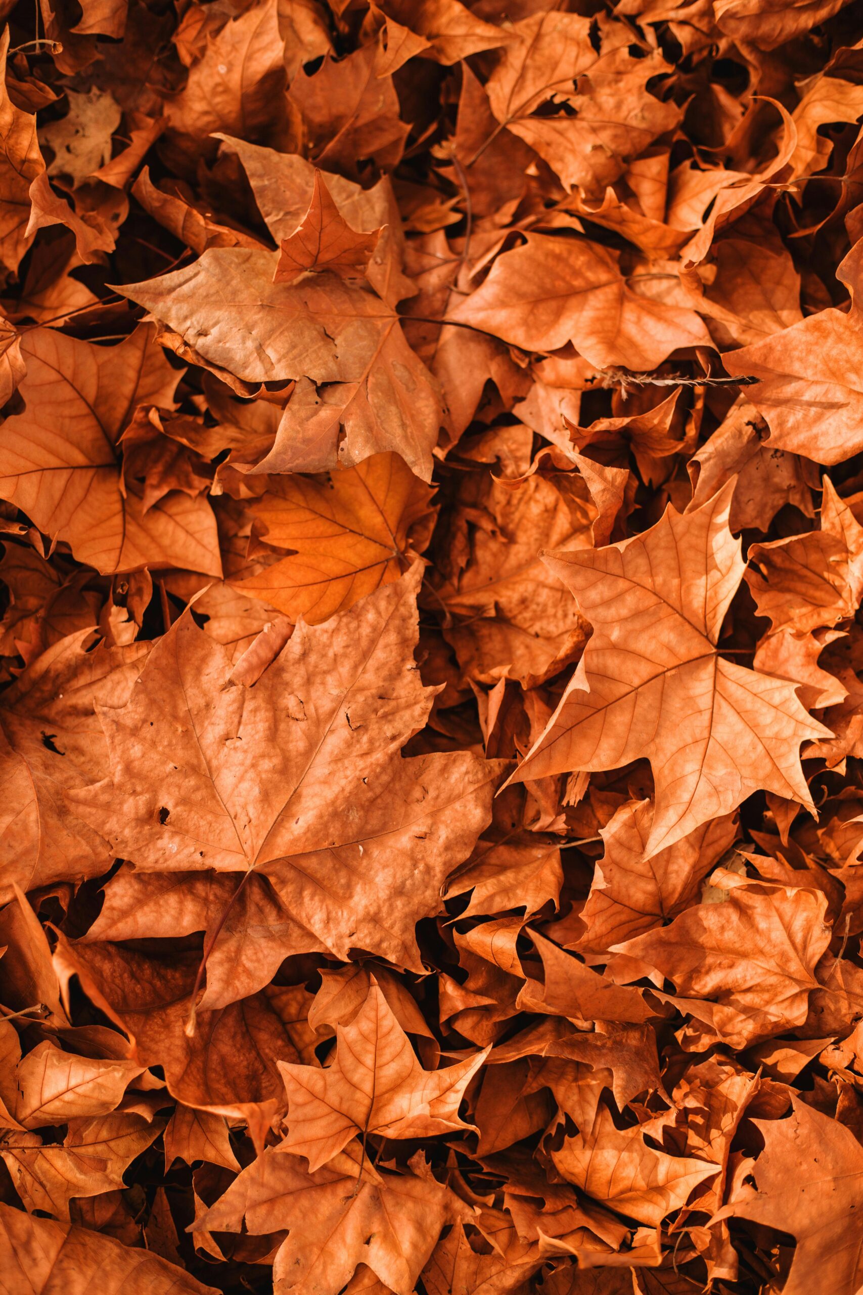 Top view of vibrant, scattered autumn maple leaves creating a textured fall background.
