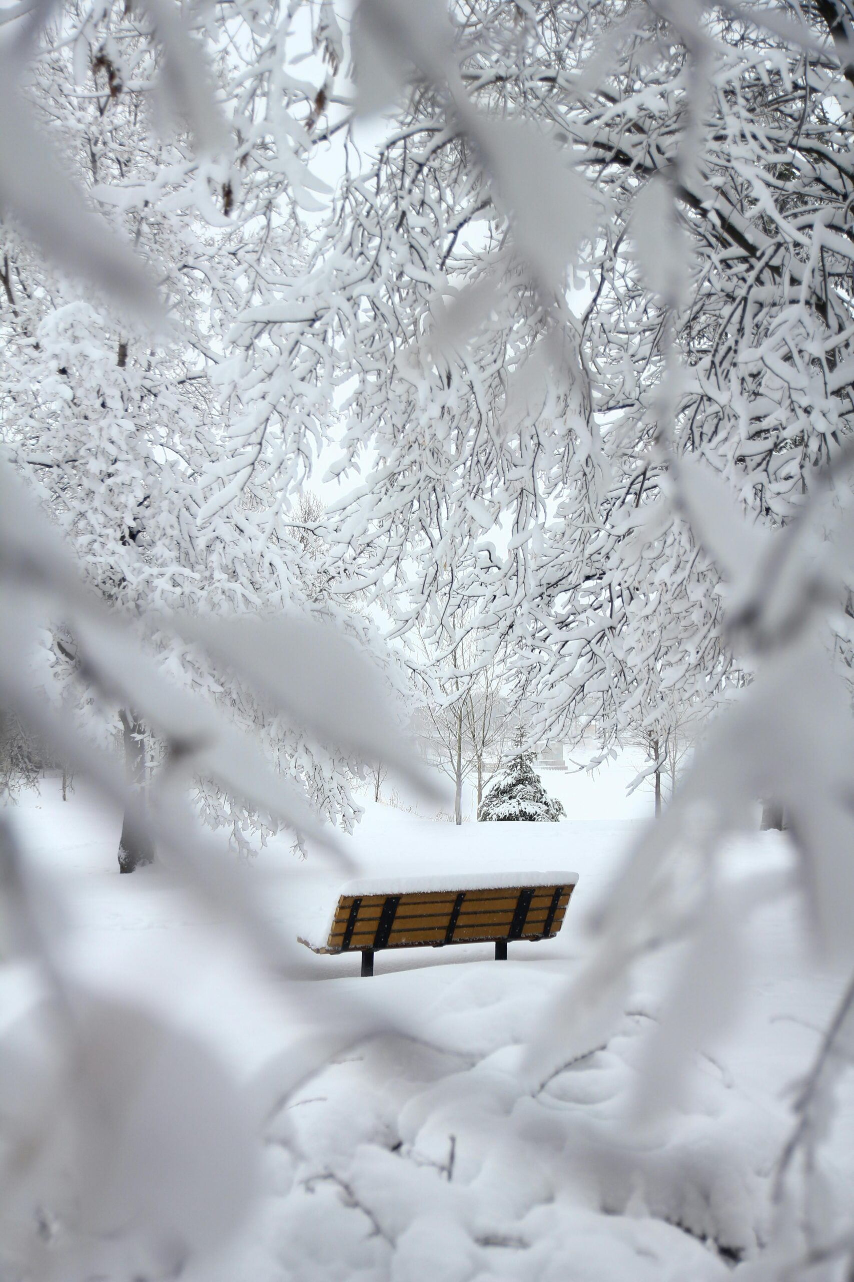 A tranquil winter scene featuring a bench surrounded by snow-covered trees in a serene forest.