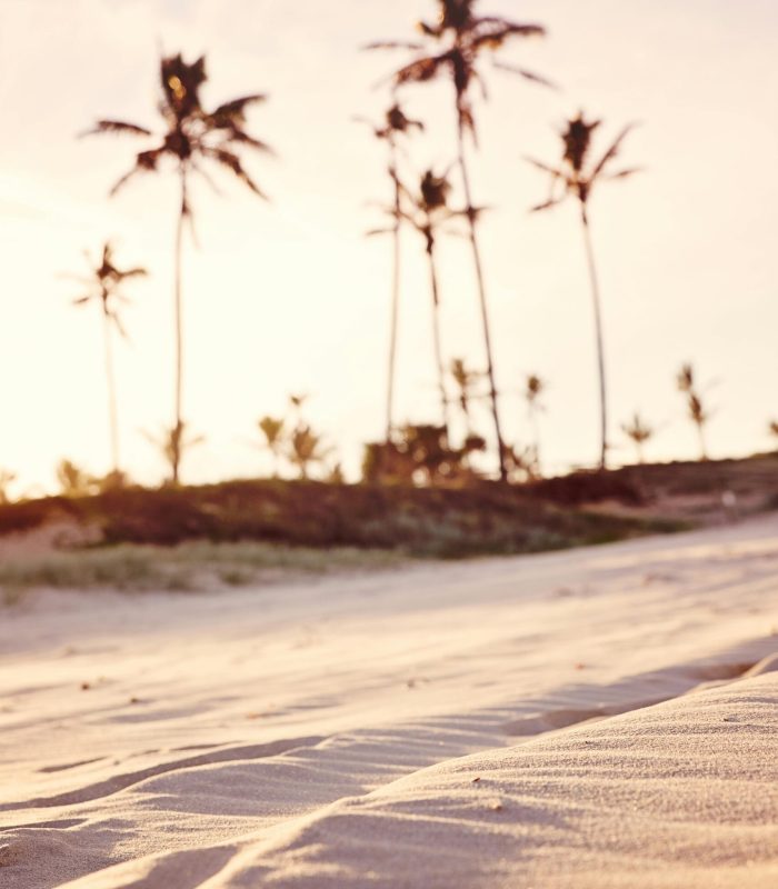 Peaceful sandy beach with tall palm trees silhouetted against a warm sunset sky in Bundall, Queensland.