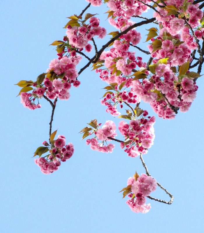 Beautiful cherry blossoms in full bloom on a clear spring day with a vibrant blue sky background.